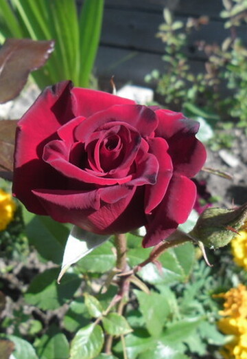 oleg (@oleg6211590) — my photo № 8